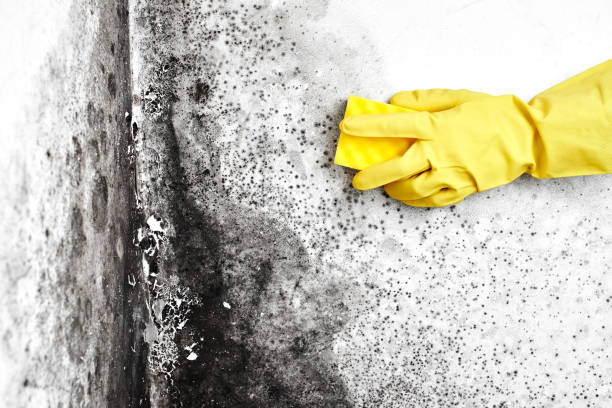 Best White Mold Remediation in Tiffin, OH