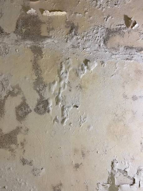 Best Localized Mold Remediation (e.g., coastal areas, humid climates) in Tiffin, OH