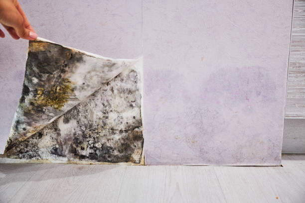 Best Insurance-Related Mold Remediation in Tiffin, OH